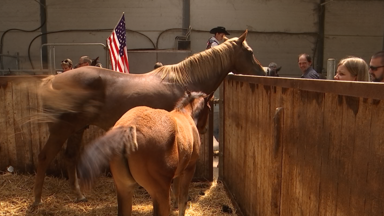 Remoiville : ferme ouverte au ranch