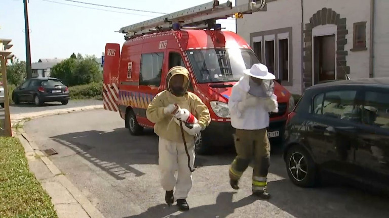 Nids de guêpes : une page web pour aider les pompiers 