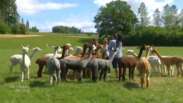 Au Chant du Coq: les animaux de concours