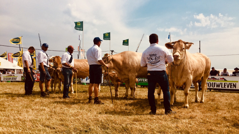 Foire. Des concours bovins sous la chaleur