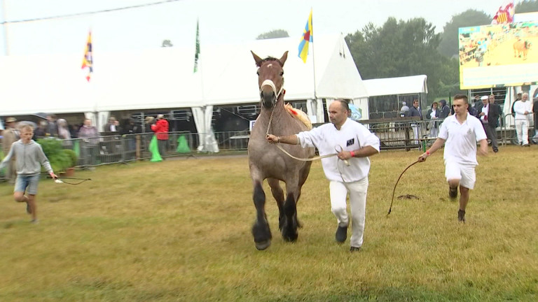 Foire: concours des chevaux de trait