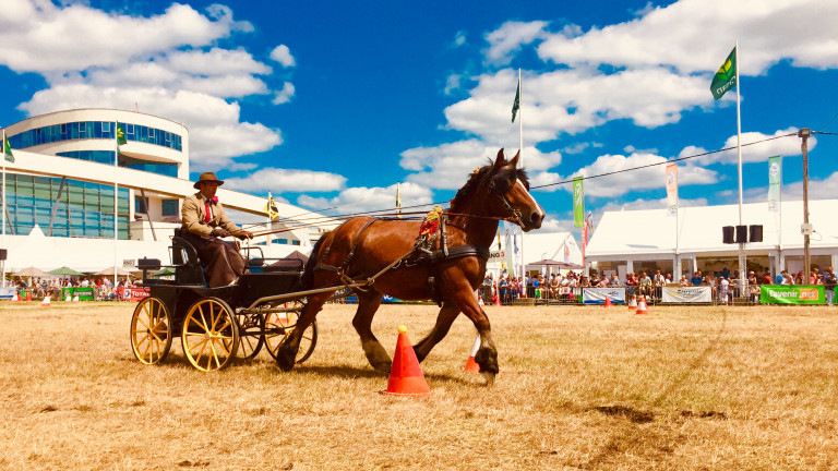 Le cheval de trait, un athlète complet