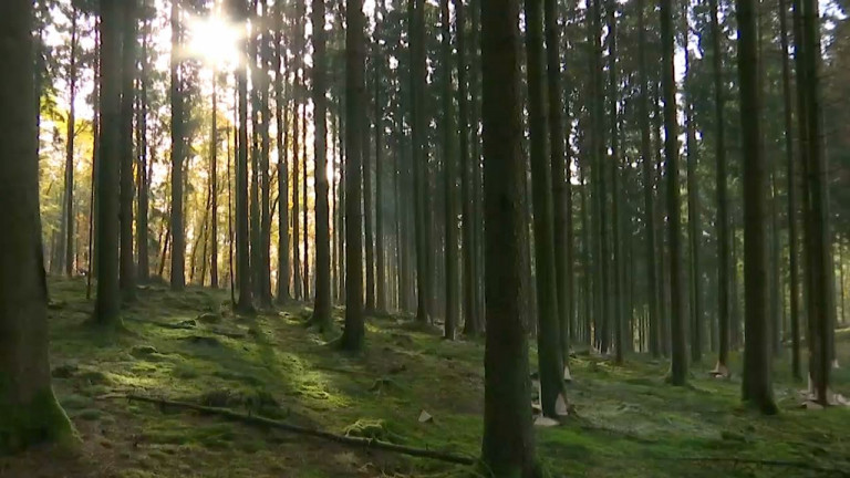 Panorabois : l'état des des lieux de nos forêts