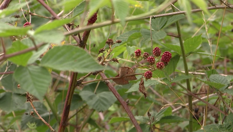 Chenois. Découverte d'une mureraie et d'un jardin médicinal