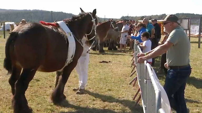Halleux: chevaux et artisans à l'honneur ce week-end
