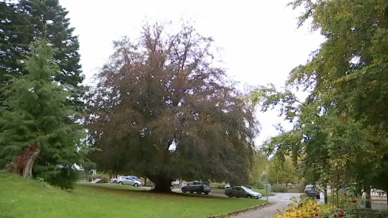 L’arbre belge de l’année sera-t-il habaysien ?