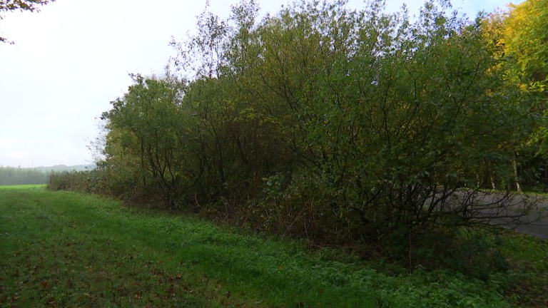 Fauvillers et Habay veulent un cimetière cinéraire forestier