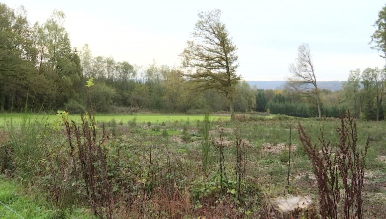 Des primes pour aider à  la replantation forestière