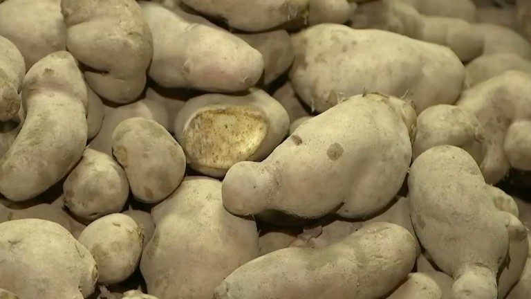 Florenville : mauvaise année pour les pommes de terre