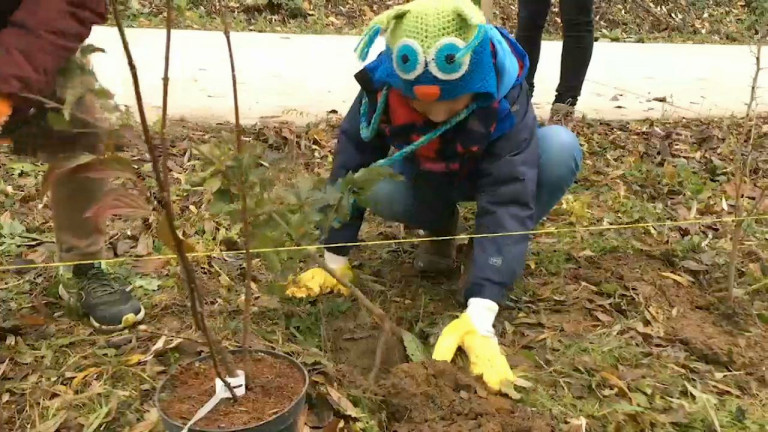 Musson : plantation le long du chemin Signeulx-Baranzy