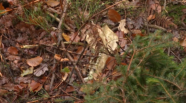 PPA. Les recherches de carcasses de sangliers s'intensifient