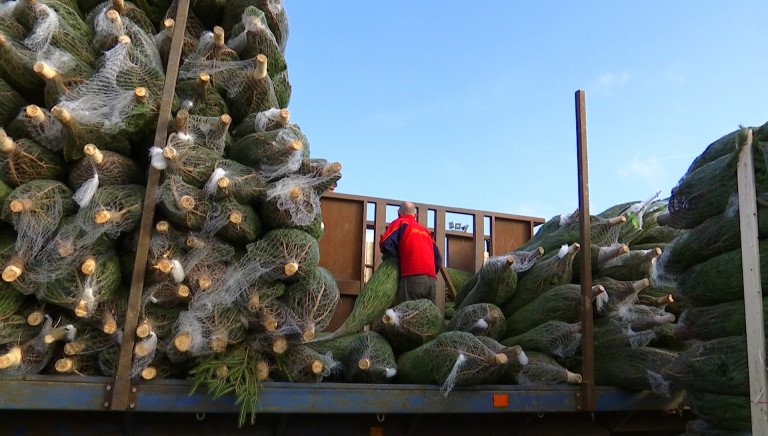 Des sapins ardennais "éco-responsables". L'avenir de la filière ?