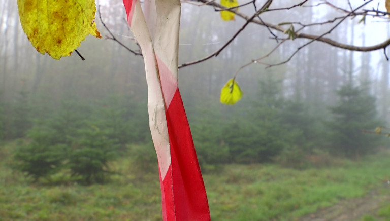 Un millier de sapins de Noël coincés en zone PPA ! 