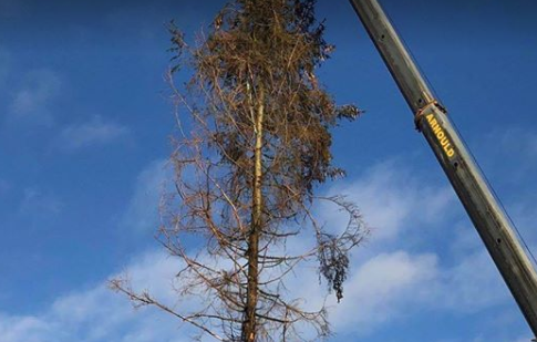 Les forestiers n'iront finalement pas manifester à Namur ce jeudi
