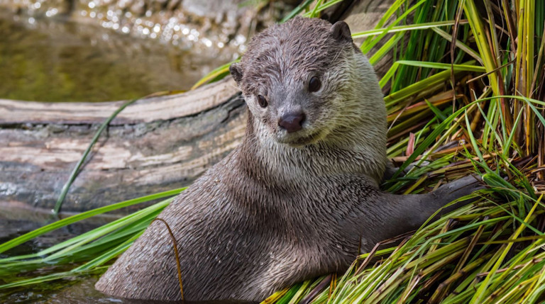 La loutre est bien de retour en Ardenne