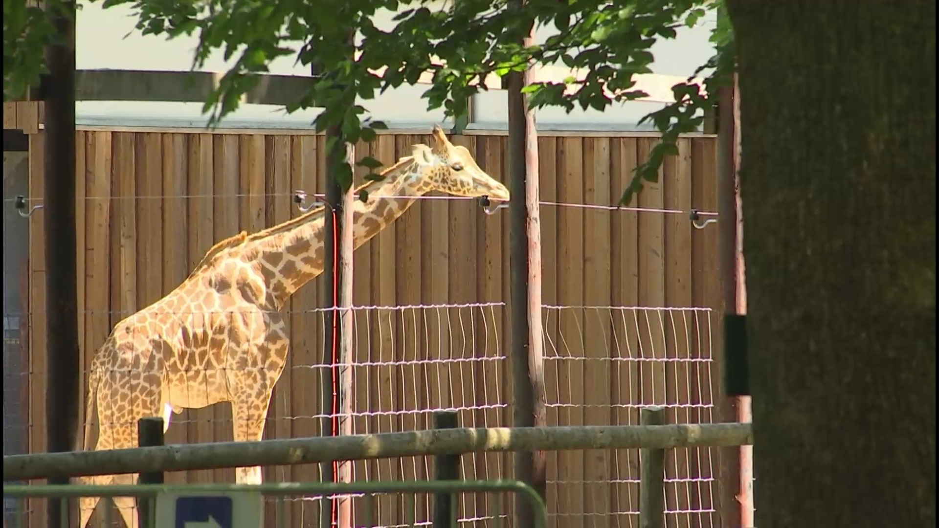 Bouillon : le parc animalier rouvre mais a perdu 20.000 entrées !