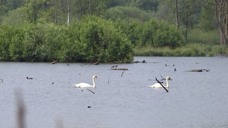 Marais de Heinsch et étangs de l'Illé. La biodiversitée préservée