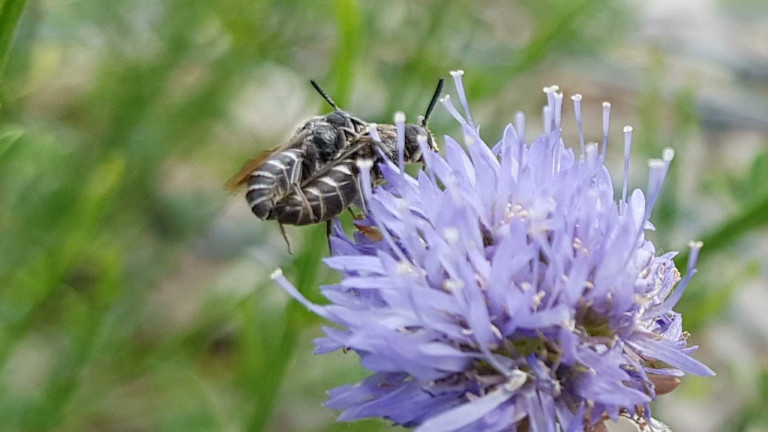 Rulles : le retour d'une abeille disparue