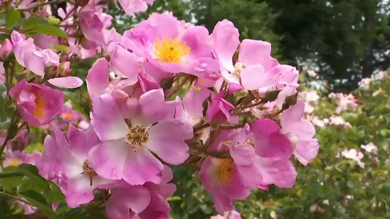 Des roses et des arbres dans le jardin de Remagne