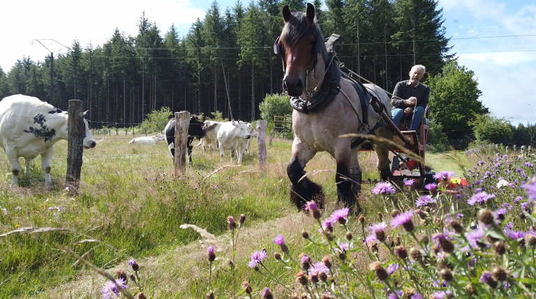 Le cheval de trait, un choix durable et innovant à Bertrix