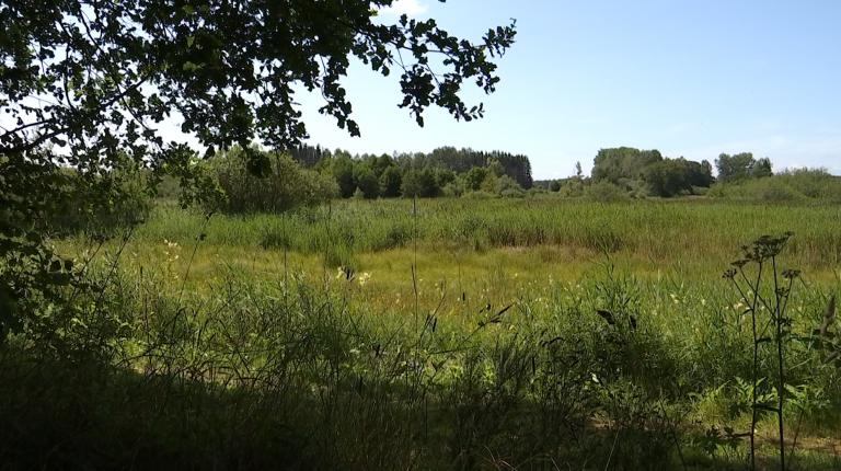 Les marais de la Semois, source d'eau et de biodiversité