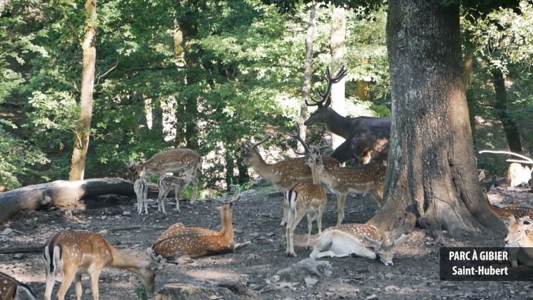 PARC A GIBIER SAINT-HUBERT - Je découvre à 2 pas de chez moi