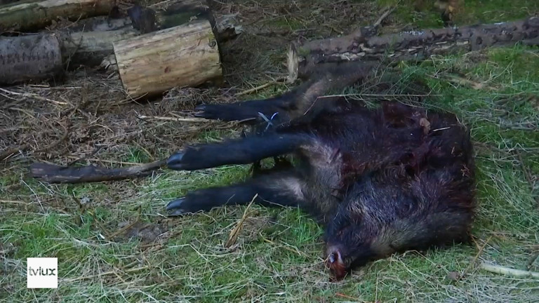 PPA : des ossements de mars 2020 positifs...