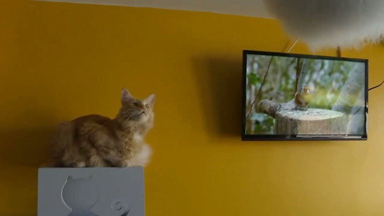 Waha : une maison d'hôtes pour chats