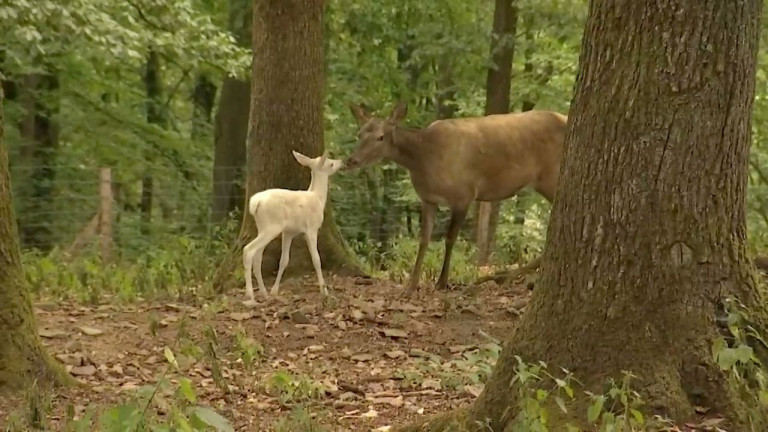 Saint-Hubert : naissance d'un faon blanc au Parc à gibier 