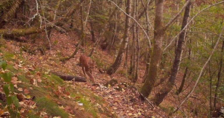 Un lynx observé dans la vallée de la Semois          