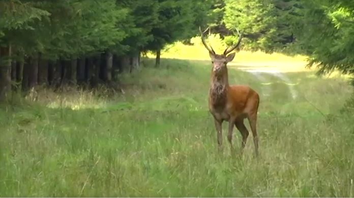 La chasse limitée à quatre personnes