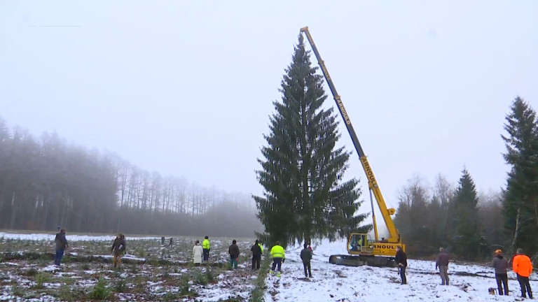 Un sapin libramontois pour le Palais royal 