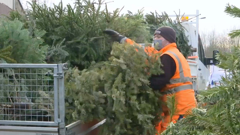 Habay, Messancy : que deviennent nos sapins de Noël ?