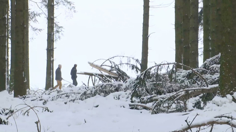 Baraque de Fraiture. La neige a provoqué de nombreux dégâts en forêt