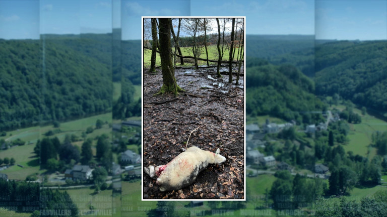 Deux moutons égorgés à Ochamps. Loup… ou chien ?