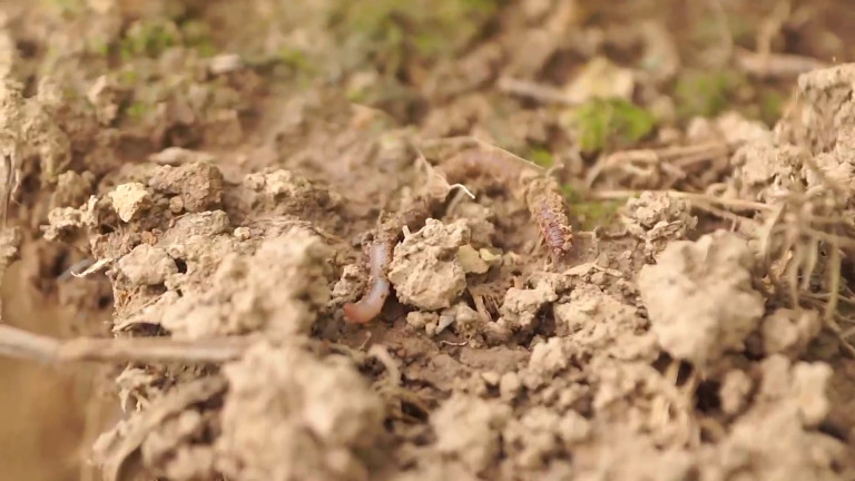 Un documentaire sur l'agriculture de conservation des sols