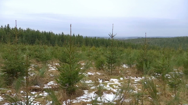 Reboiser nos forêts, mais pas n'importe comment !