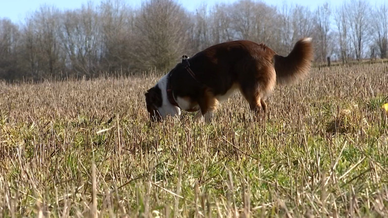 Appel à la prudence après plusieurs empoisonnements de chiens