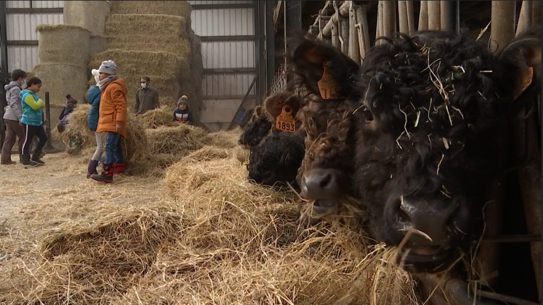 Chêne : des séjours transformés en journée à la ferme