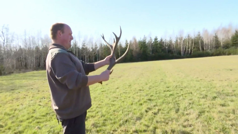 Nassogne : à la recherche des bois de cerf