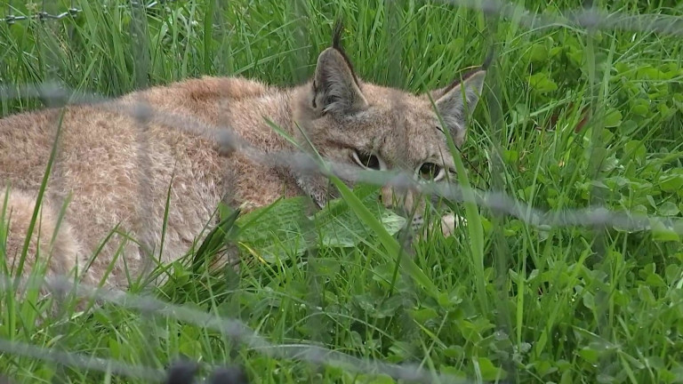 3 jeunes lynx au parc à gibier de La Roche