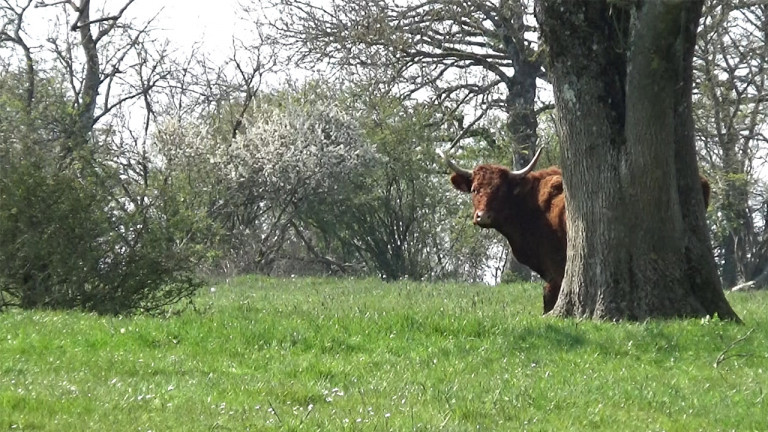 Florenville : 46 vaches salers volées à Martué