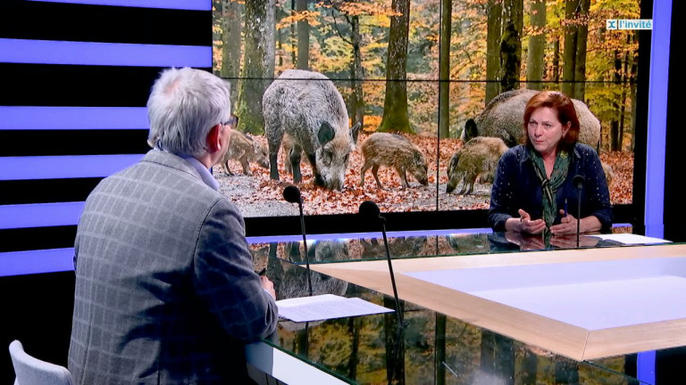 La Belgique exemplaire dans la lutte contre la Peste Porcine Africaine