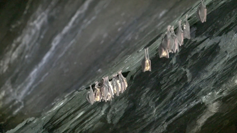 Neufchâteau : les chauves-souris hiberneront en toute sécurité dans l'ardoisière