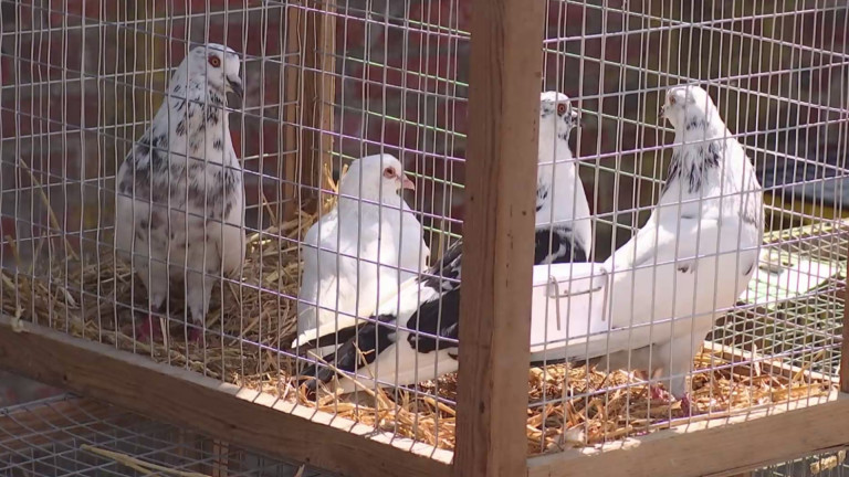 Grippe aviaire : un foyer "hautement pathogène" à Chiny 