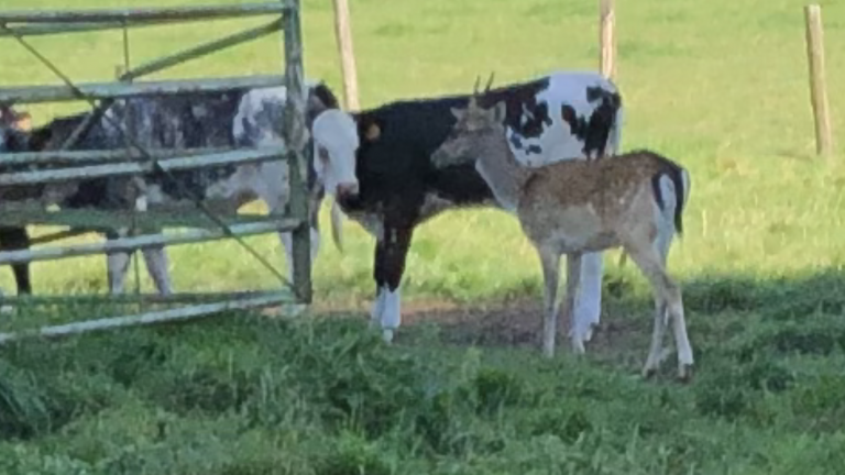 Une habitante de Nothomb veut sauver un daim... adopté par des vaches