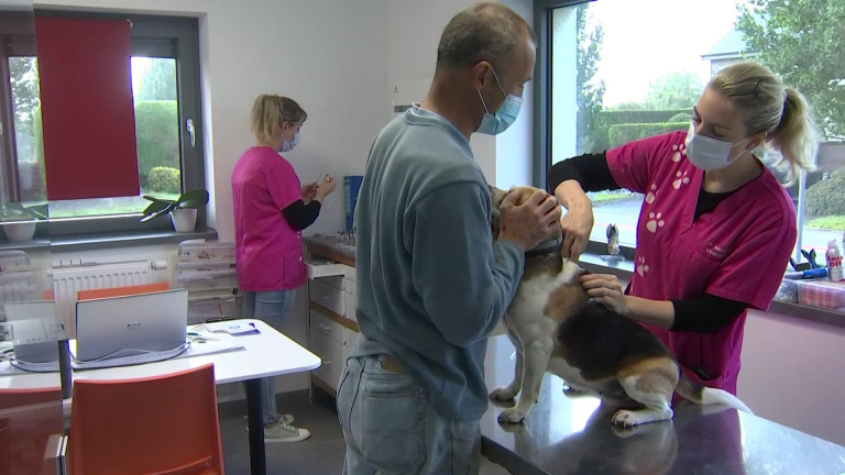 Bertrix. 300 chiens de chasse vaccinés contre la maladie d'Aujeszky ou pseudo-rage