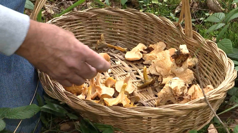 Champignons: règles et conseils pour la cueillette