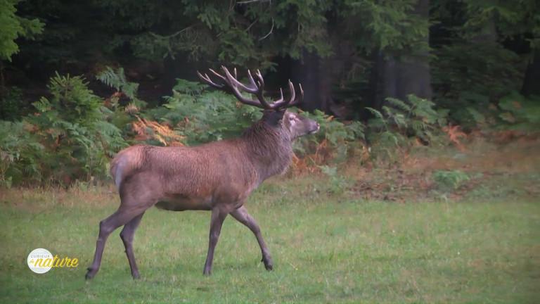 Curieux de Nature #2 : Les 4 saisons du cerf