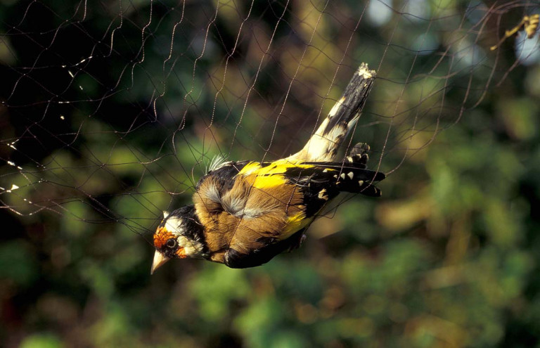 Rulles : 2 personnes interpellées pour capture illégale d’oiseaux